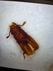 Sawtoothed Grain Beetle