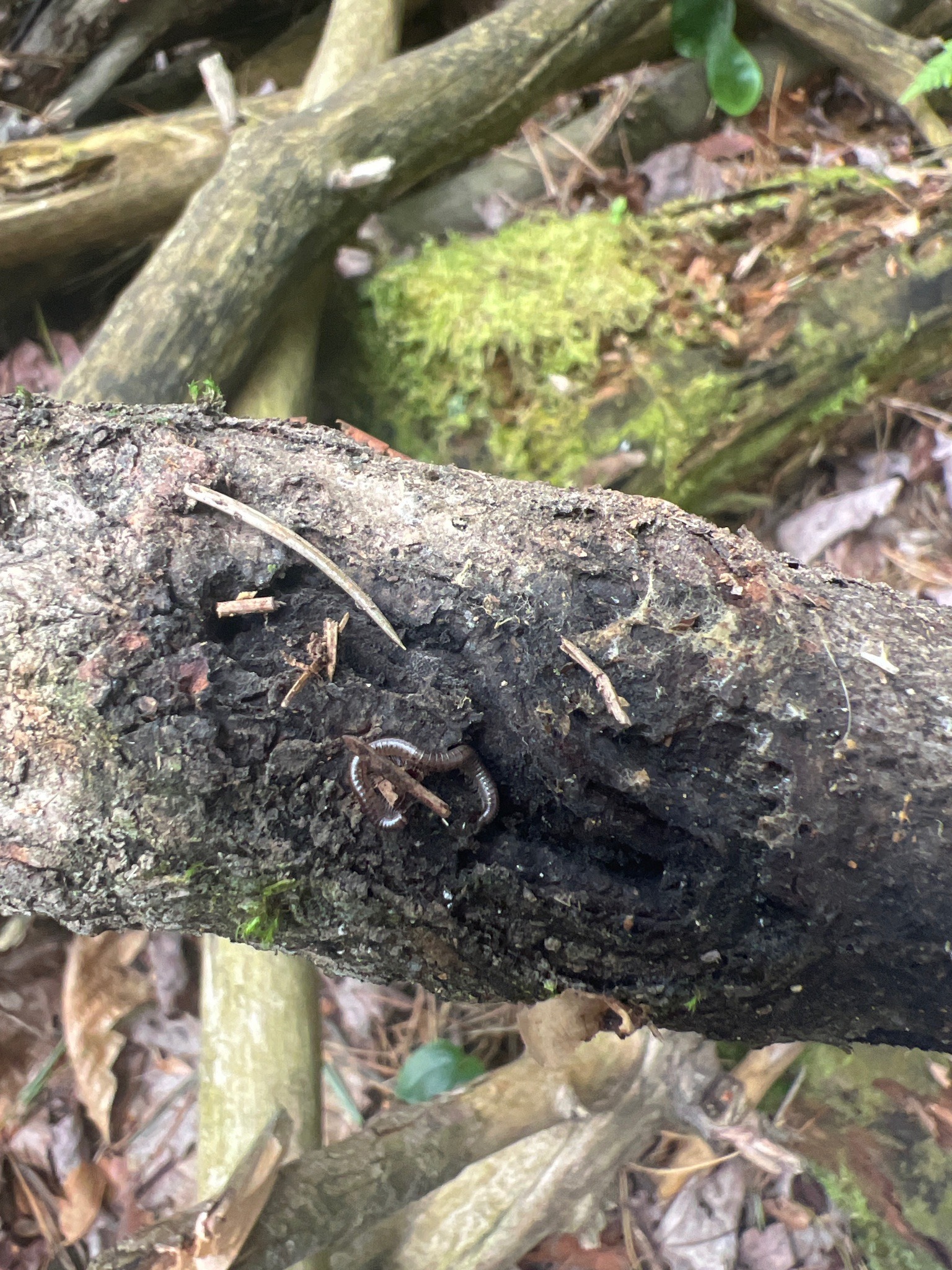 Cylindrical Millipede