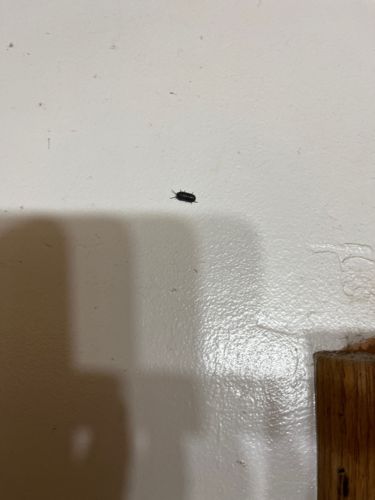 Carpet beetle (larva)