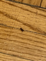 German Cockroach Nymph