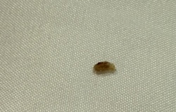 Bed Bug (nymph or recently fed adult)
