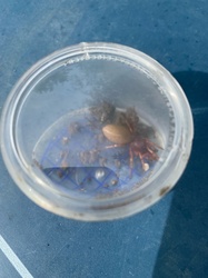 Woodlouse Spider