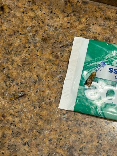 Casebearer Moth (likely a household casebearer or tapestry moth)