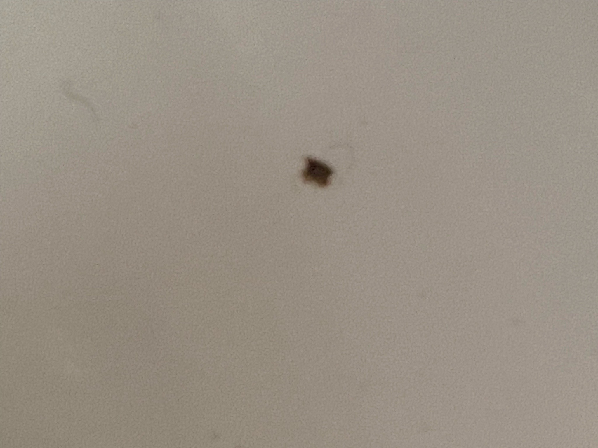 Bed Bug