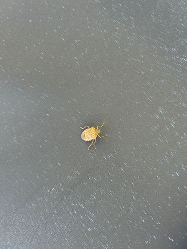 Brown Marmorated Stink Bug