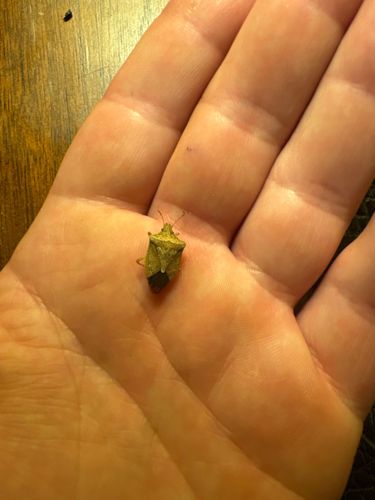 Stink Bug (likely Brown Marmorated Stink Bug)