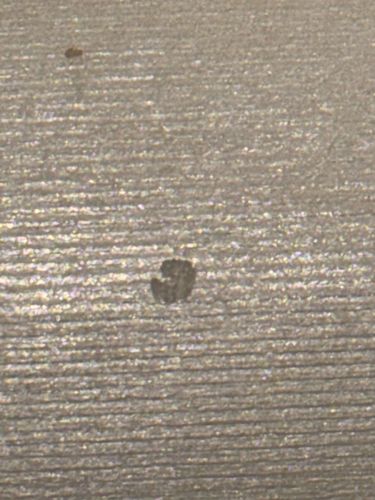 Spider Mite (Tetranychus urticae)