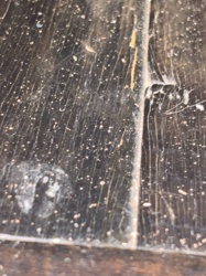 Spider Mite