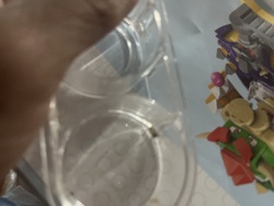 Fruit Fly
