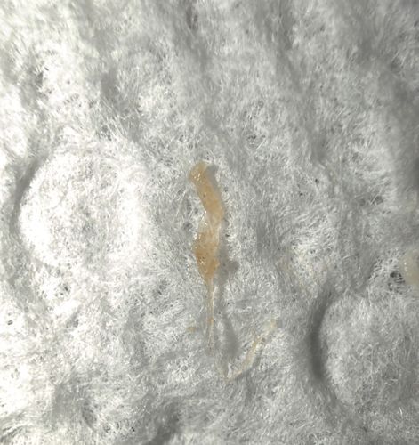 Skin Debris or Mucus Strand (Not an insect)