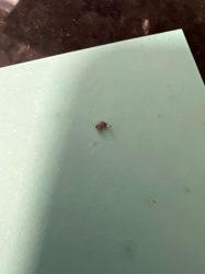 Drugstore Beetle, Bread Beetle