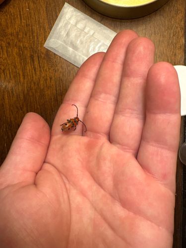 Spotted Cucumber Beetle
