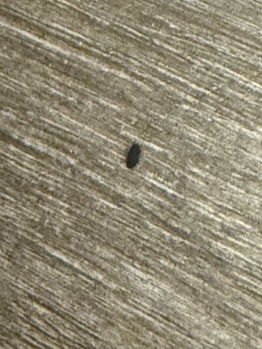 Carpet Beetle (larva)