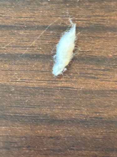 Household Casebearer or Plaster Bagworm