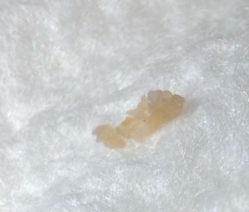 Garlic-like Flea Beetle or similar Leaf Beetle Larva
