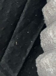 Carpet Beetle Larva (possibly varied carpet beetle larva or black carpet beetle larva)