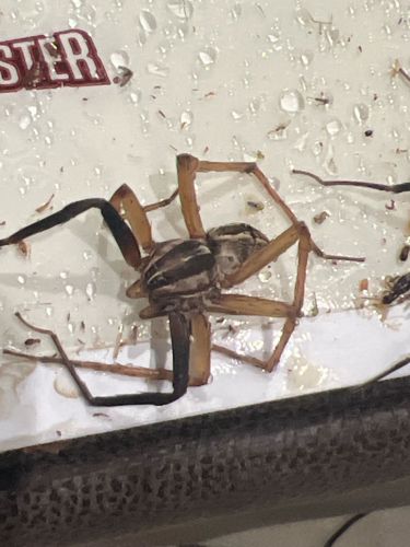 Brown Recluse Spider