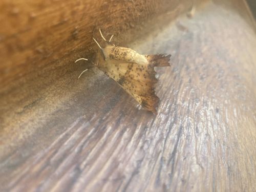 Angle Shades Moth