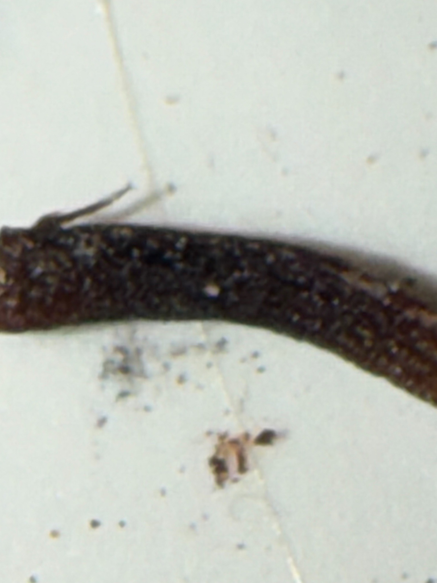 Earthworm