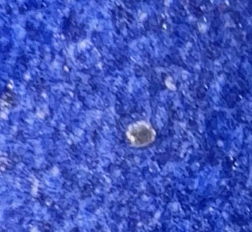 Carpet Beetle