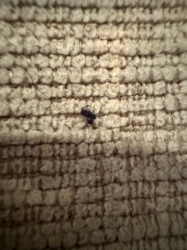 Carpet Beetle (larva)