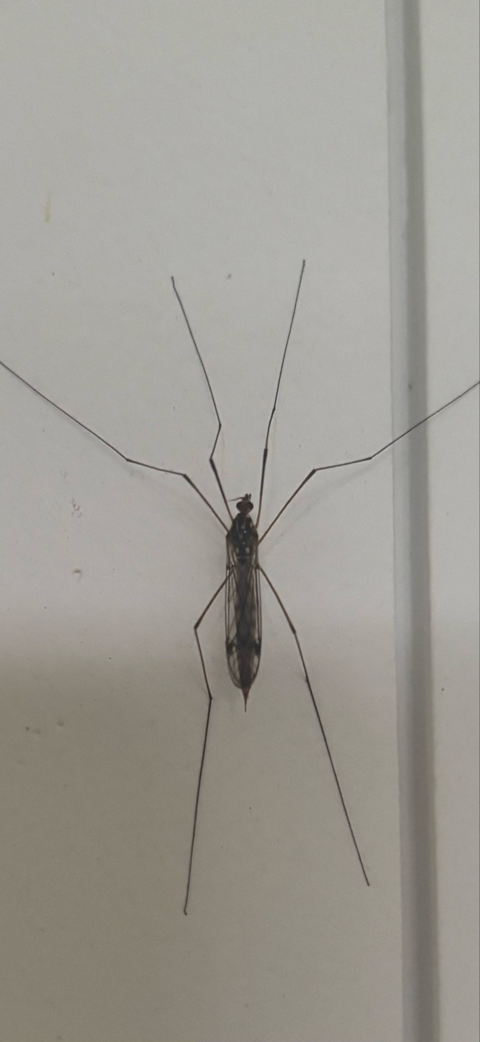 Crane Fly