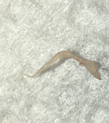 Case-making clothes moth (larva)
