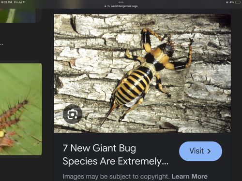 Jerusalem Cricket