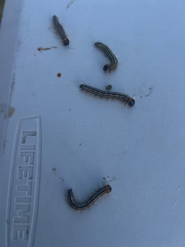 Eastern Tent Caterpillar