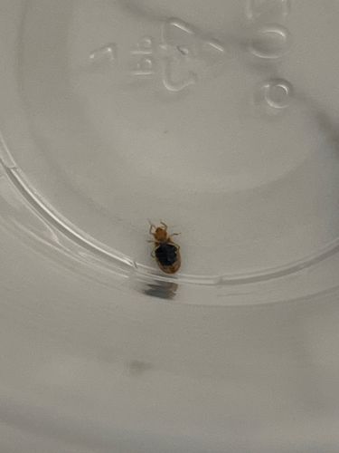 Carpet beetle (likely Varied Carpet Beetle)