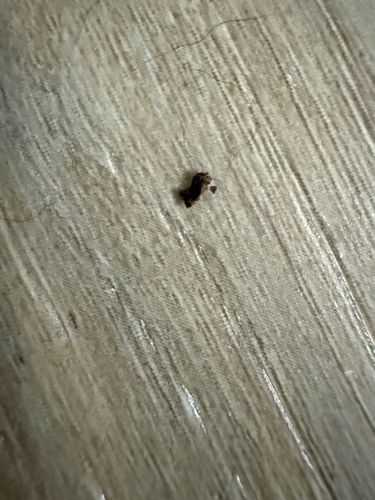 Carpet Beetle (Larva)