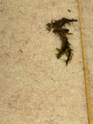 Bagworm Moth Larva (Casebearer)