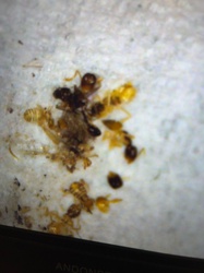 Ants and Termites