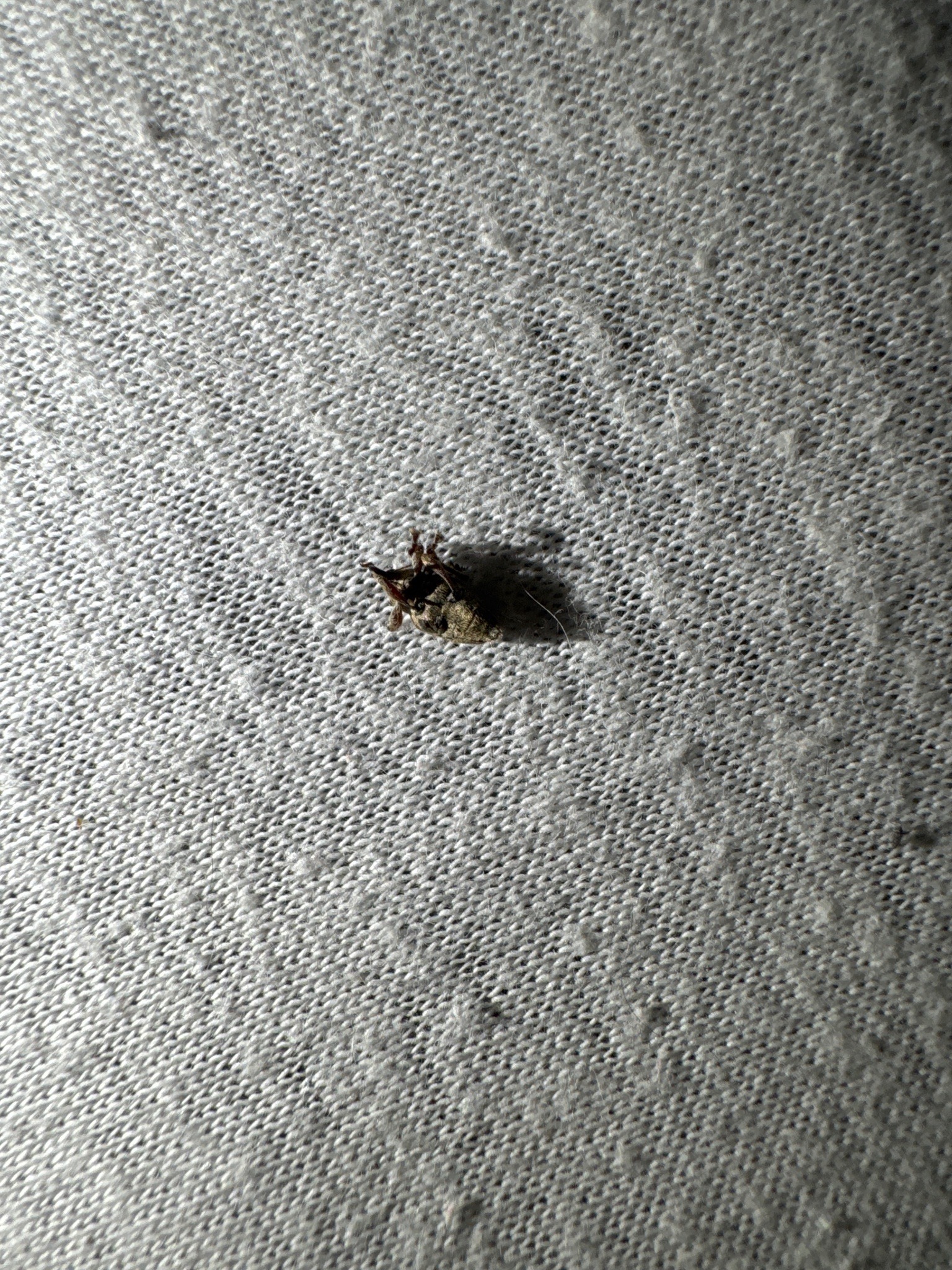Weevil (Broad-nosed weevil)
