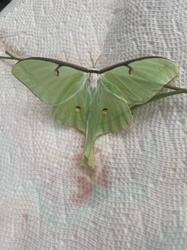 Luna Moth