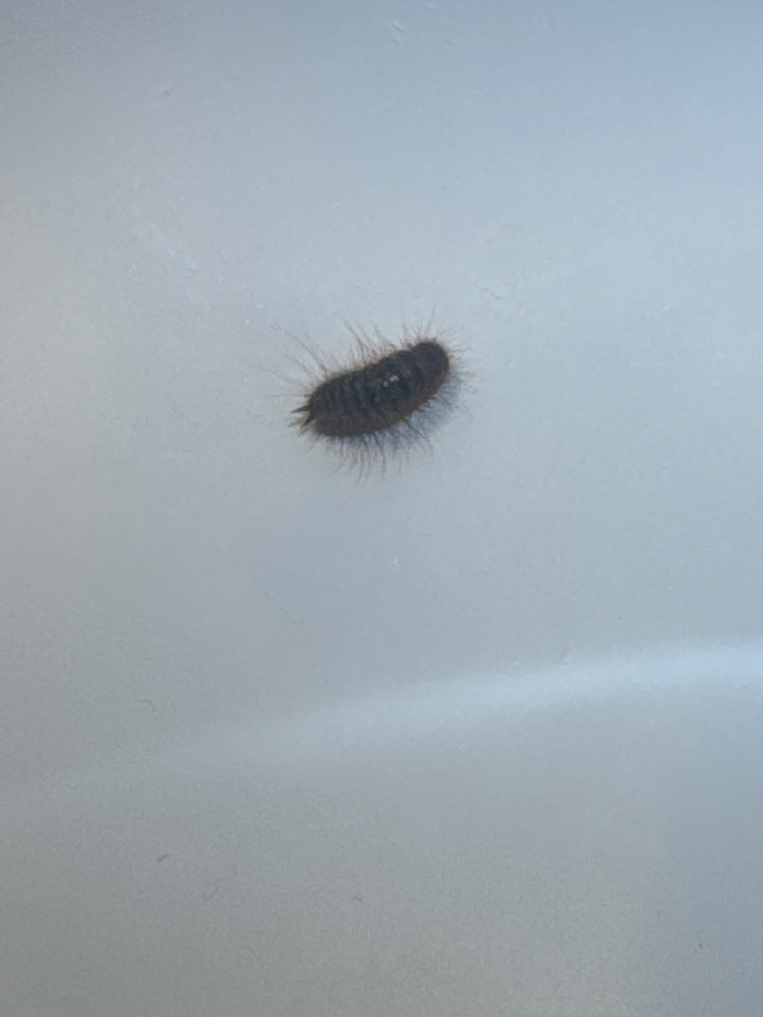 Carpet Beetle Larva