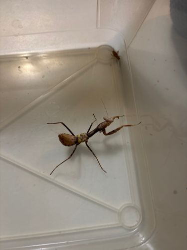 Praying Mantis