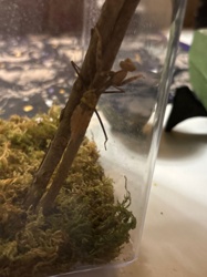 Praying Mantis (specifically, an "orphan" mantis, likely a species like a Ghost Mantis given its appearance)