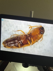 Click Beetle (Wireworm for larvae)