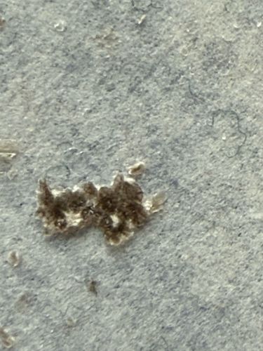 Lace Bug