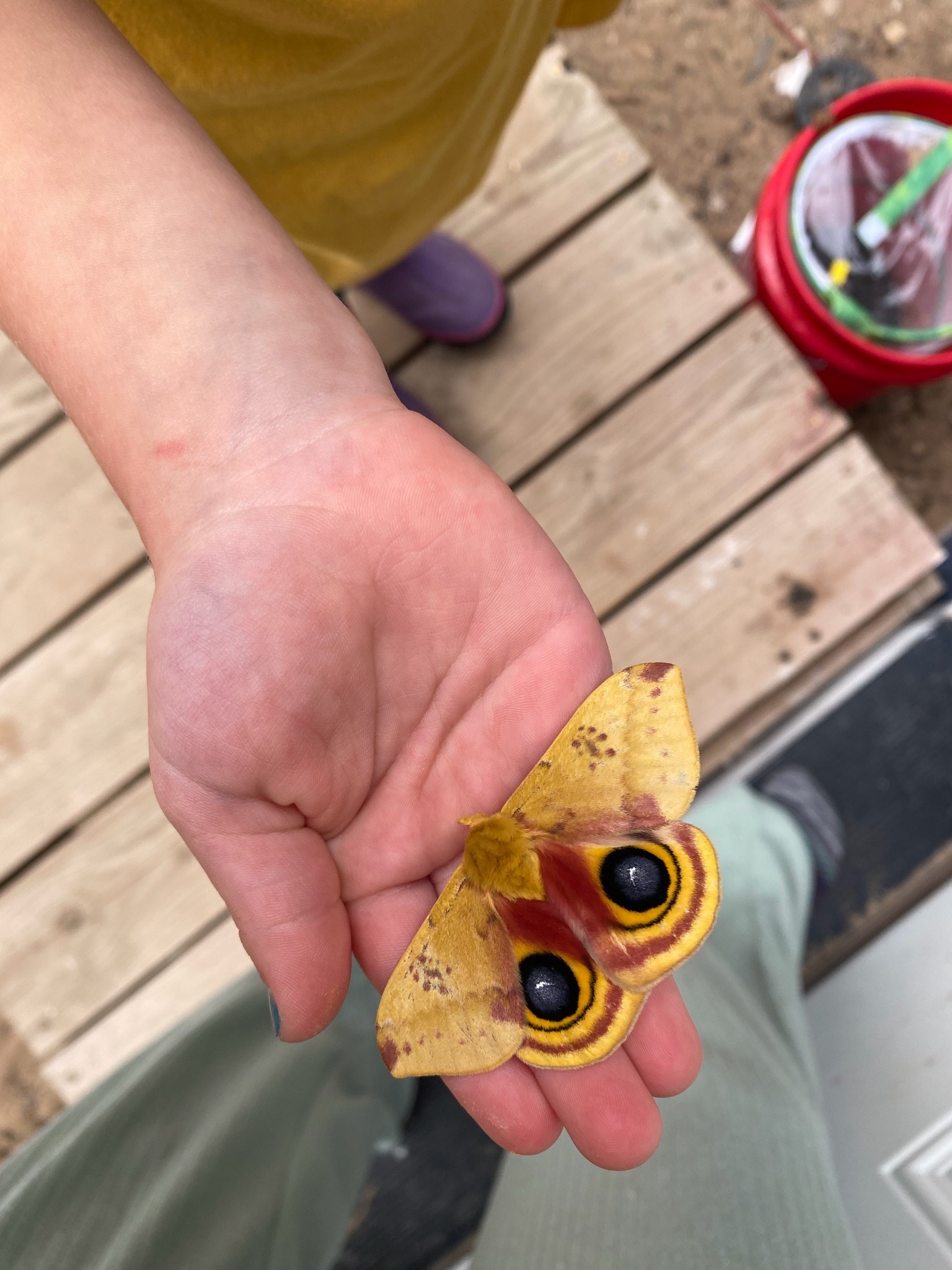 Io Moth