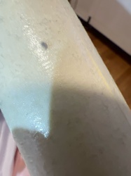 Black Sap Beetle or Picnic Beetle