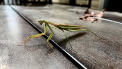 Praying Mantis