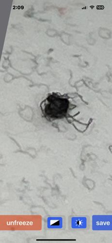 Spider Beetle (likely Hairy Spider Beetle, Ptinus villiger, or a similar species)