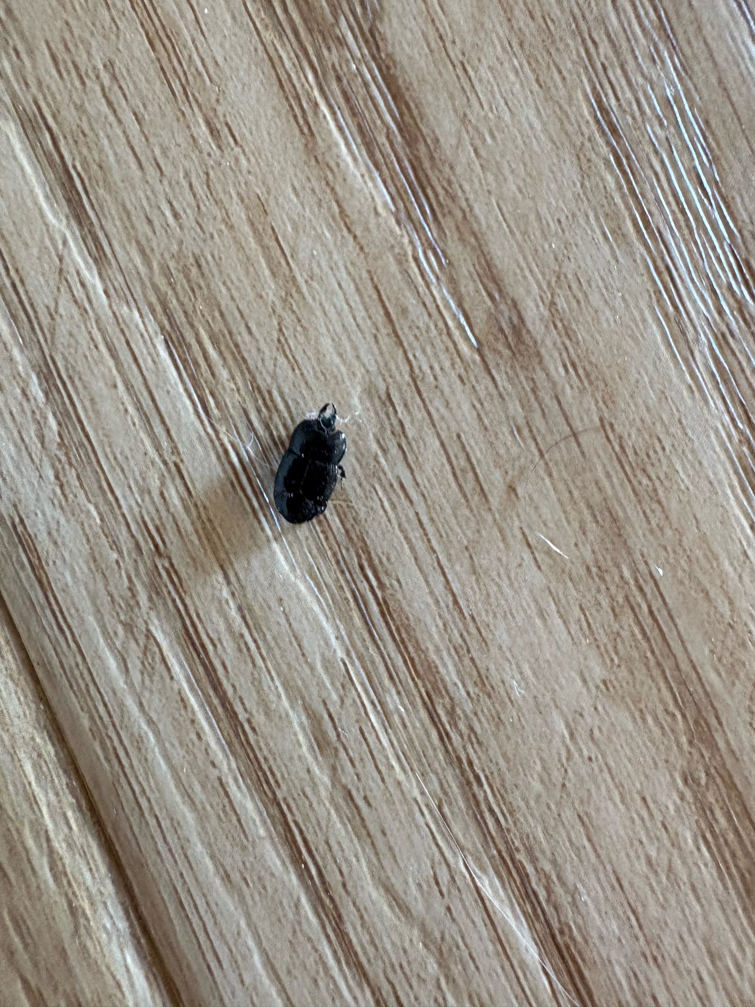 Burrowing Bug