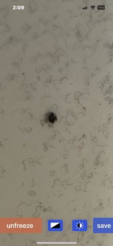 Fly (likely a Common House Fly or similar species)