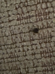 Carpet Beetle (likely Black Carpet Beetle larva or a similar species)