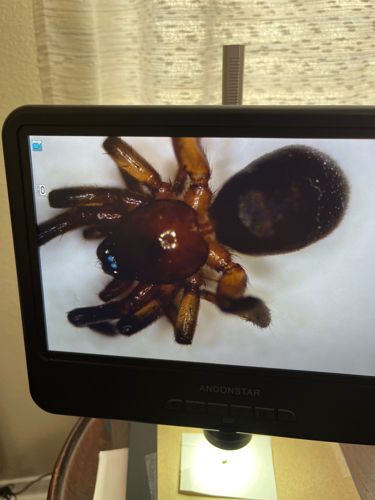 Broad-faced Sac Spider