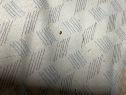 Bed Bug