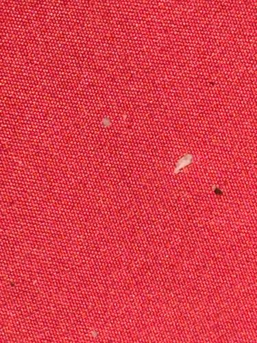 Carpet Beetle (Larva)